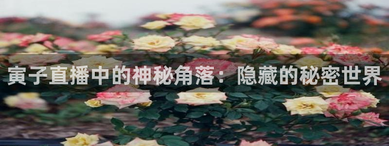 新球体育足球：寅子直播中的神秘角落：隐藏的秘密世界